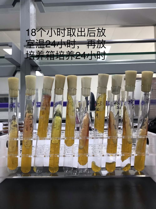 沙門氏菌三糖鐵結(jié)果,可以做出什么判斷 食品微生物檢測 powered discuz